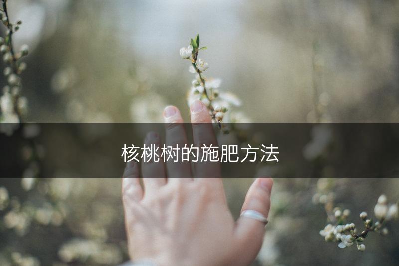 核桃树的施肥方法(图1)