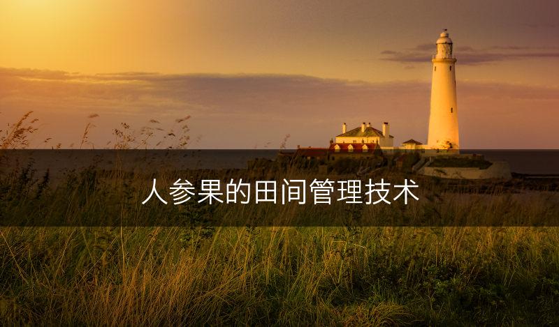 人参果的田间管理技术(图1)