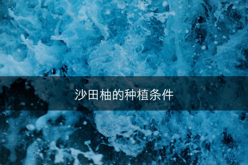 沙田柚的种植条件(图1)