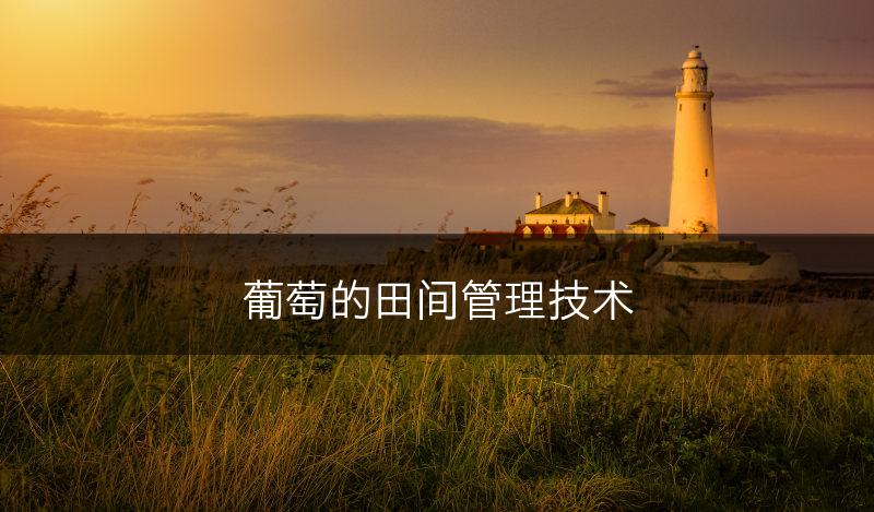 葡萄的田间管理技术(图1)