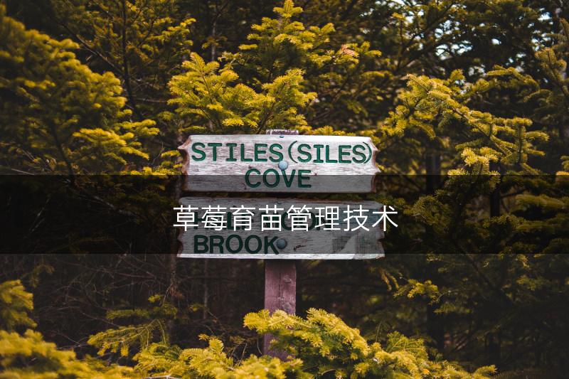 草莓育苗管理技术(图1)