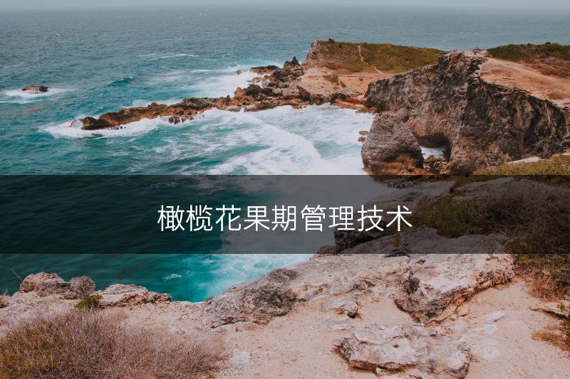 橄榄花果期管理技术(图1)