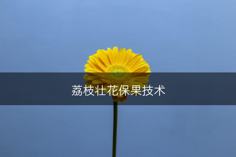 荔枝壮花保果技术(图1)