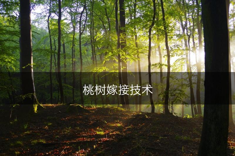 桃树嫁接技术(图1)