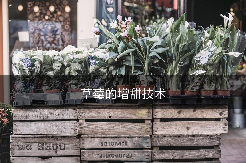 草莓的增甜技术(图1)