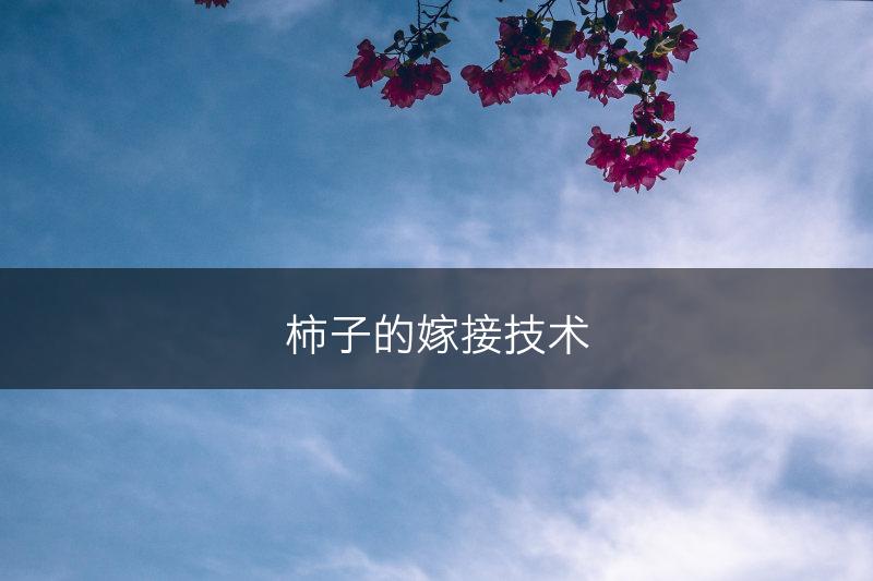 柿子的嫁接技术(图1)