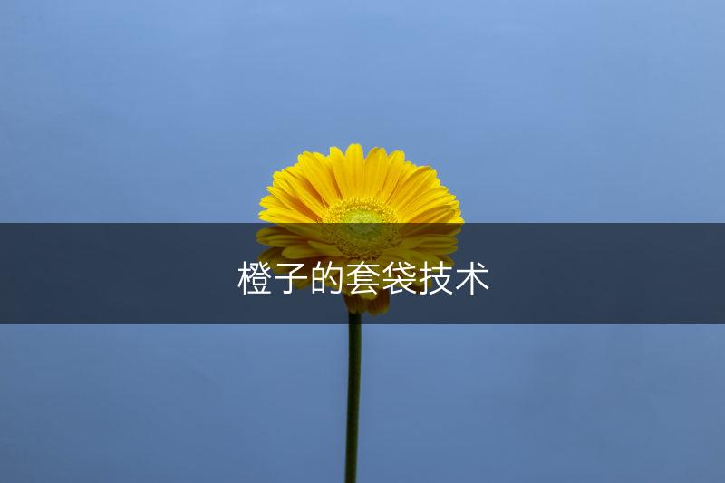 橙子的套袋技术(图1)