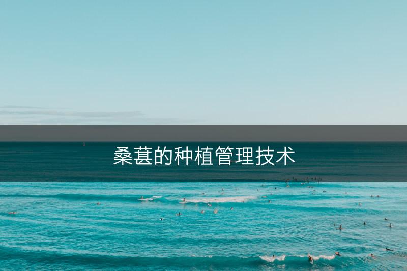 桑葚的种植管理技术(图1)