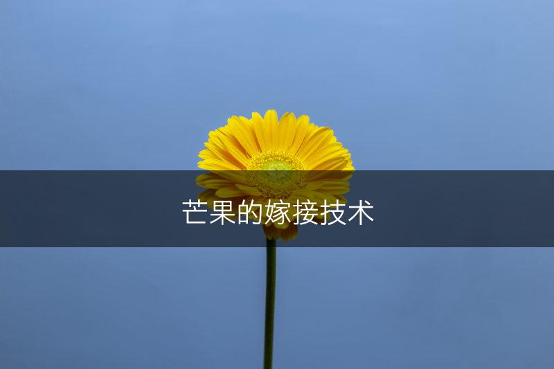 芒果的嫁接技术(图1)