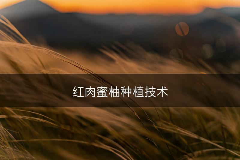 红肉蜜柚种植技术(图1)