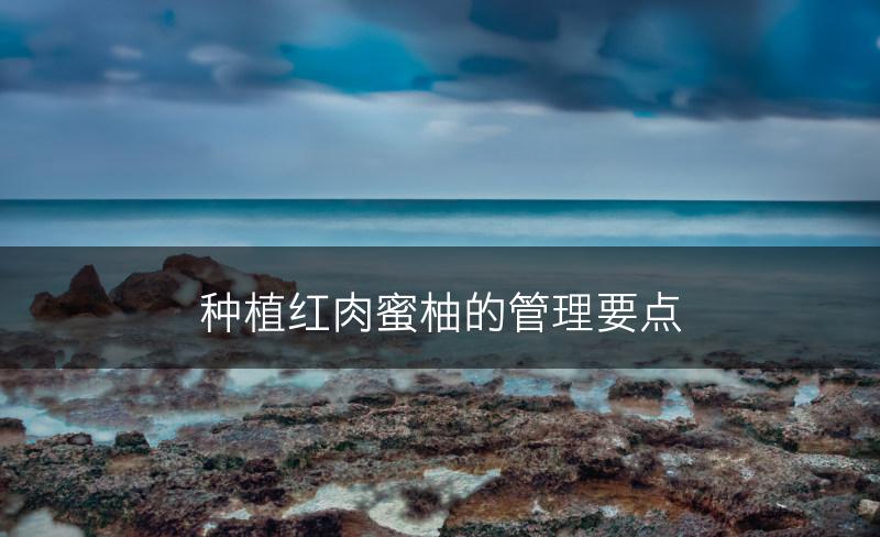种植红肉蜜柚的管理要点(图1)