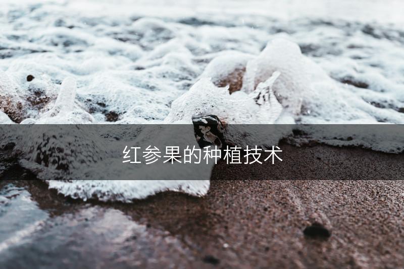 红参果的种植技术(图1)