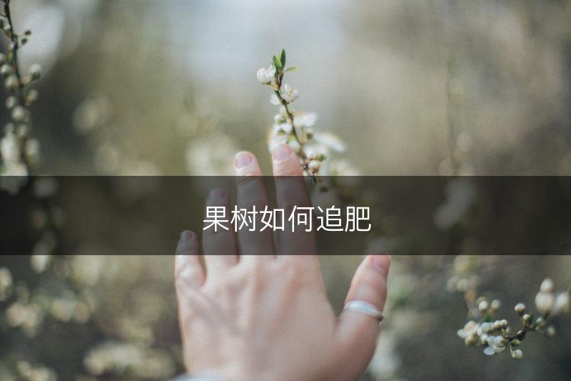果树如何追肥(图1)