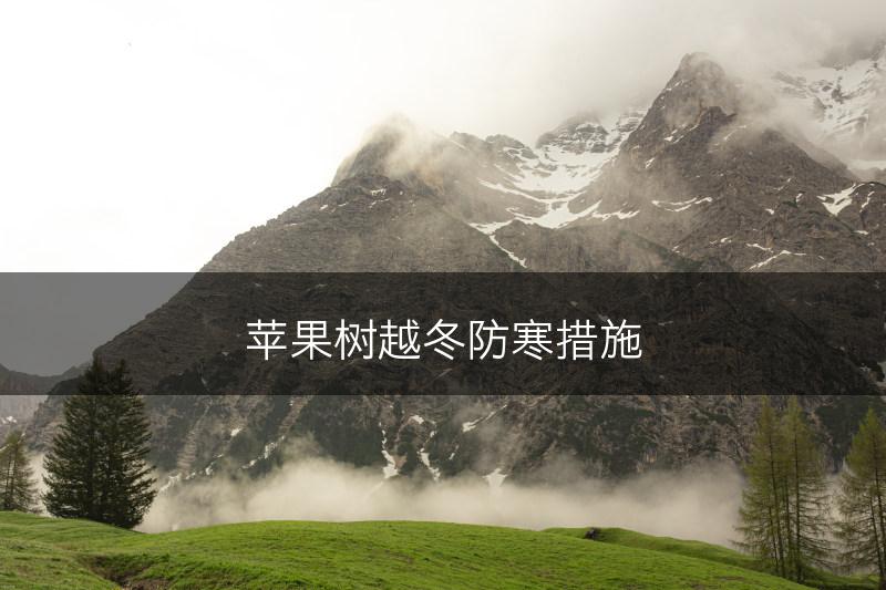 苹果树越冬防寒措施(图1)