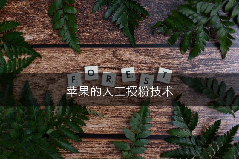 苹果的人工授粉技术(图1)