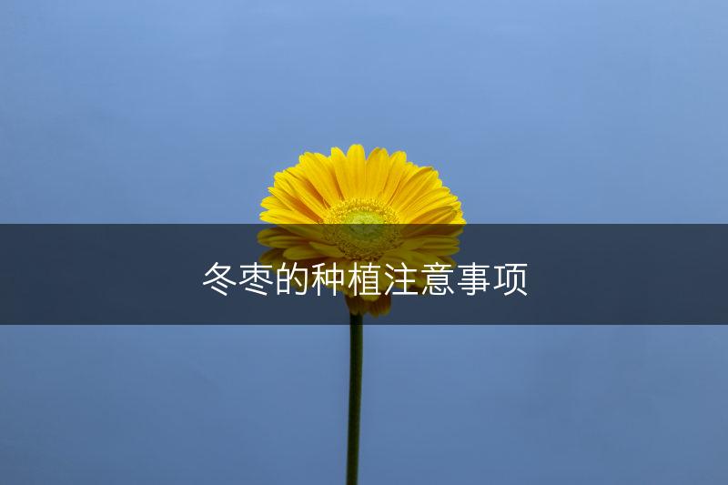 冬枣的种植注意事项(图1)