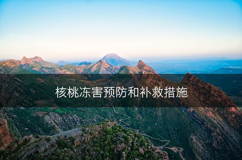 核桃冻害预防和补救措施(图1)