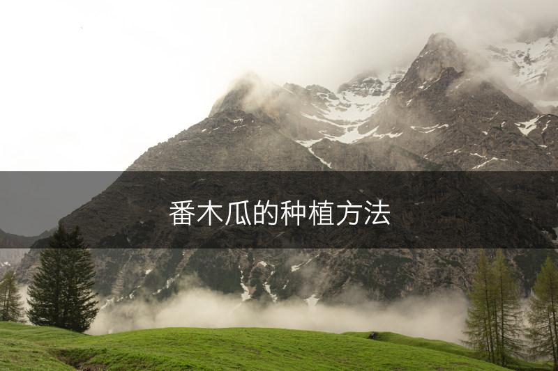 番木瓜的种植方法(图1)