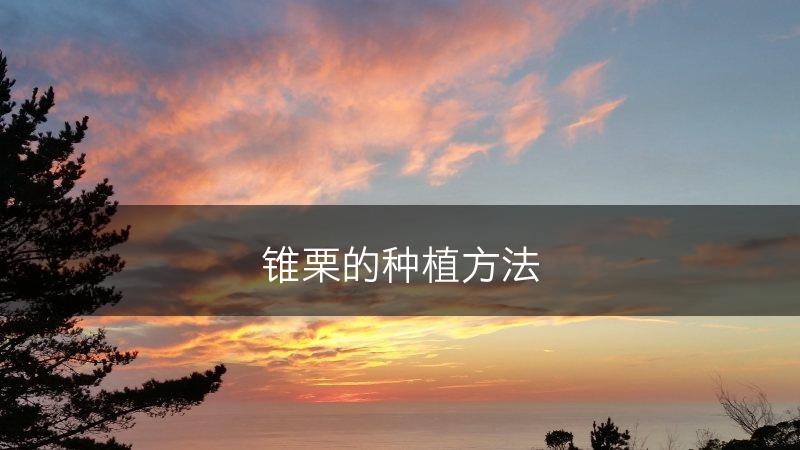 锥栗的种植方法(图1)