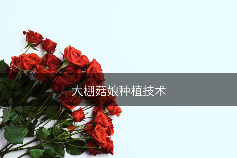 大棚菇娘种植技术(图1)