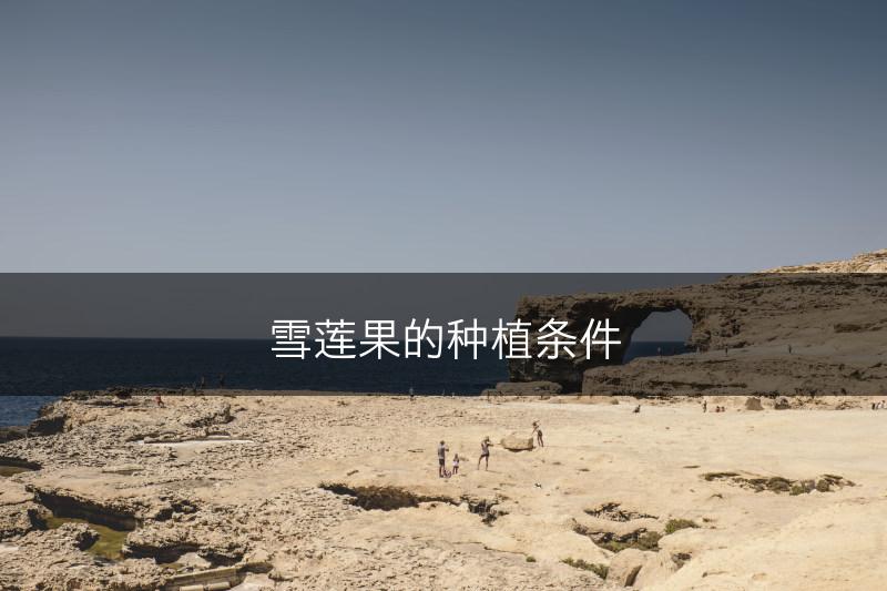 雪莲果的种植条件(图1)