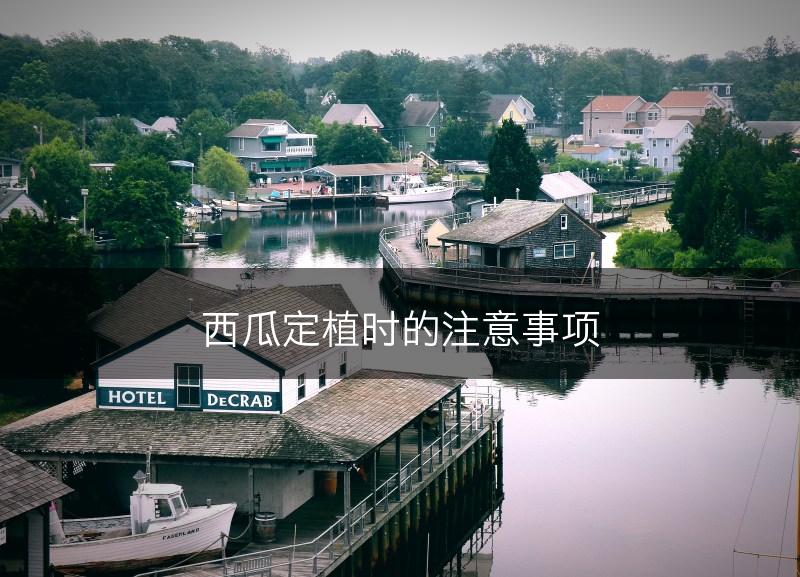 西瓜定植时的注意事项(图1)