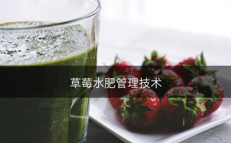 草莓水肥管理技术(图1)