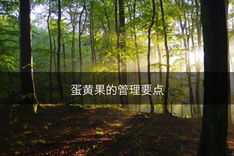 蛋黄果的管理要点(图1)