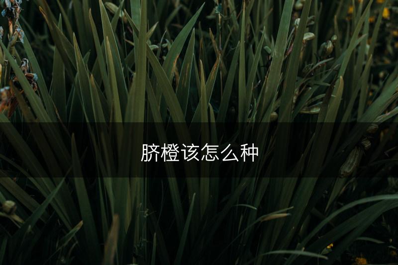 脐橙该怎么种(图1)