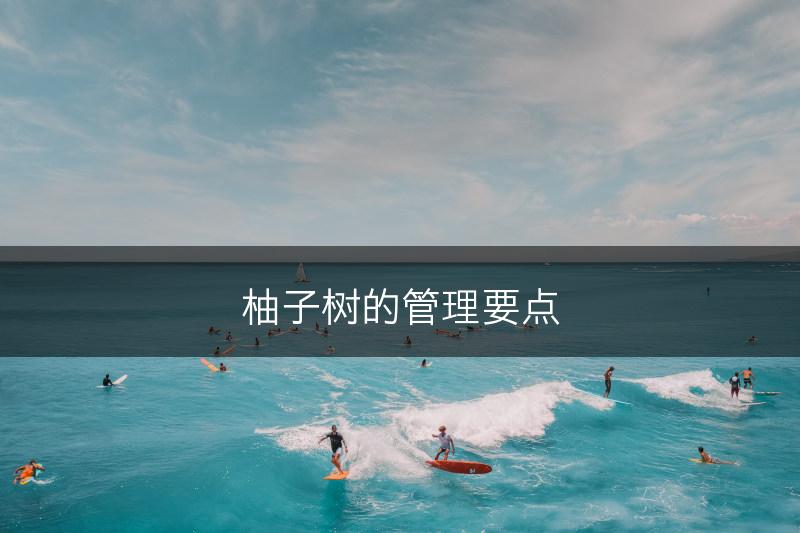 柚子树的管理要点(图1)