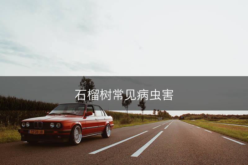 石榴树常见病虫害(图1)