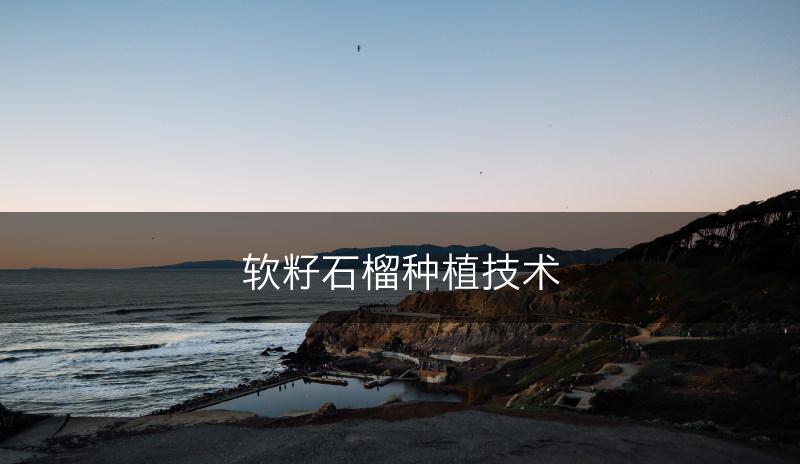 软籽石榴种植技术(图1)