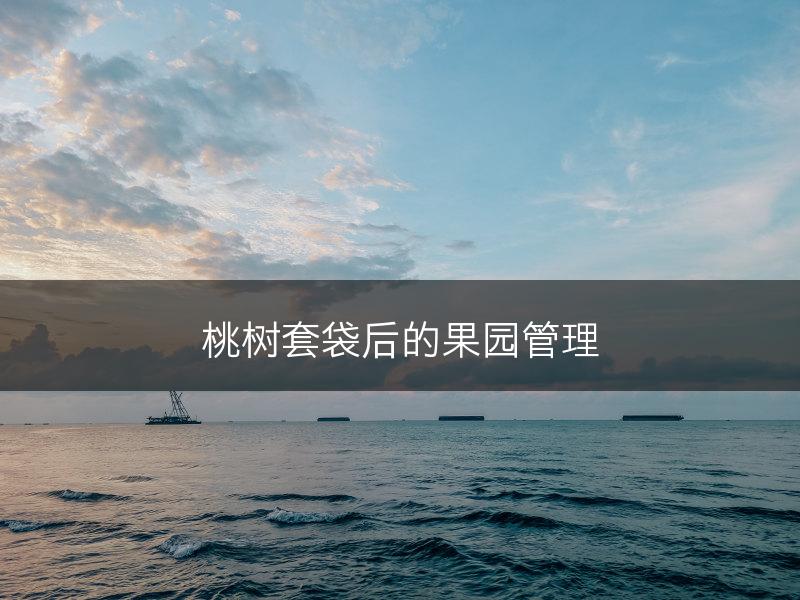 桃树套袋后的果园管理(图1)