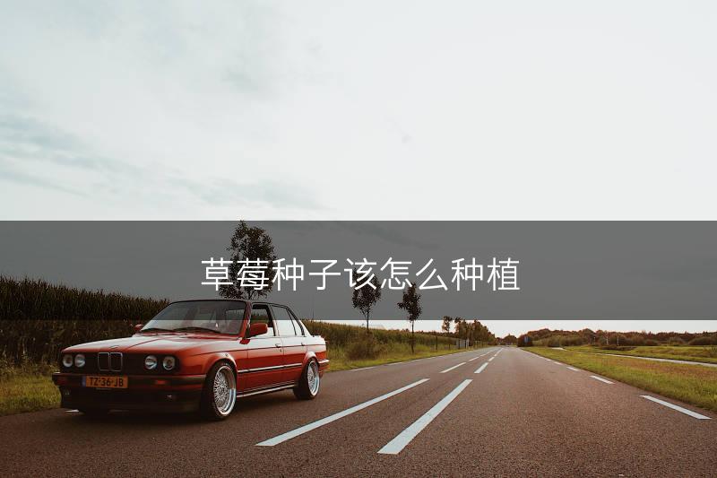 草莓种子该怎么种植(图1)