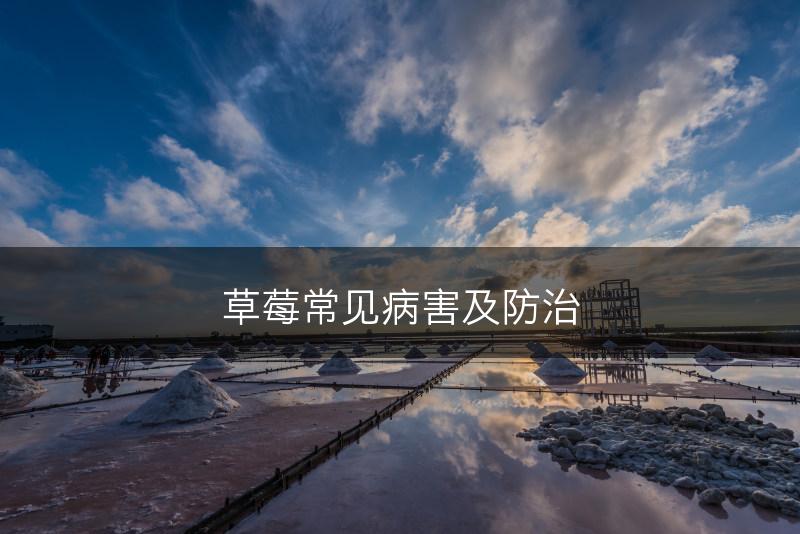 草莓常见病害及防治(图1)