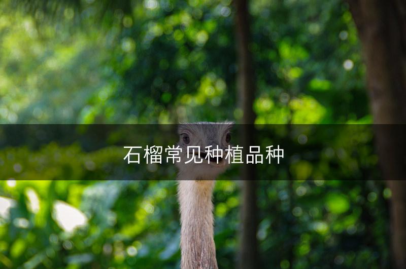 石榴常见种植品种(图1)
