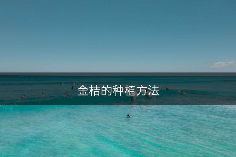 金桔的种植方法(图1)
