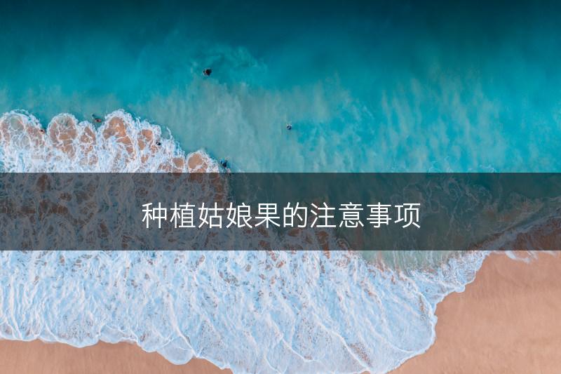 种植姑娘果的注意事项(图1)
