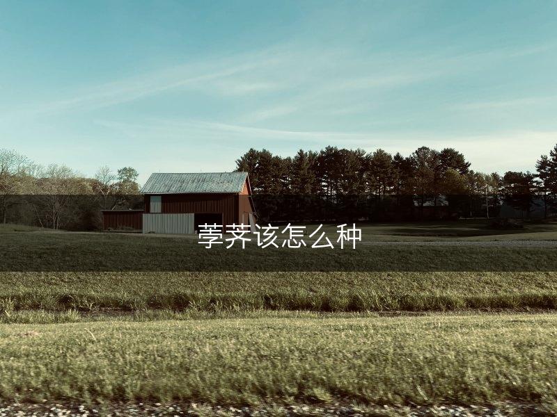 荸荠该怎么种(图1)