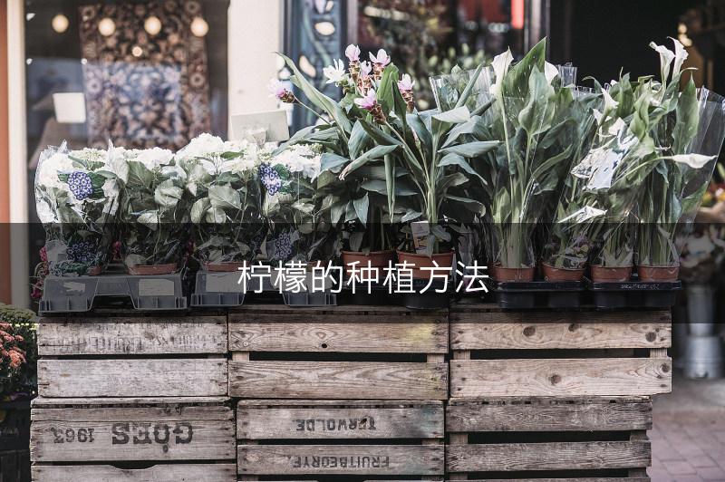 柠檬的种植方法(图1)