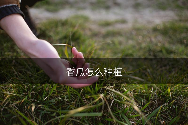 香瓜怎么种植(图1)