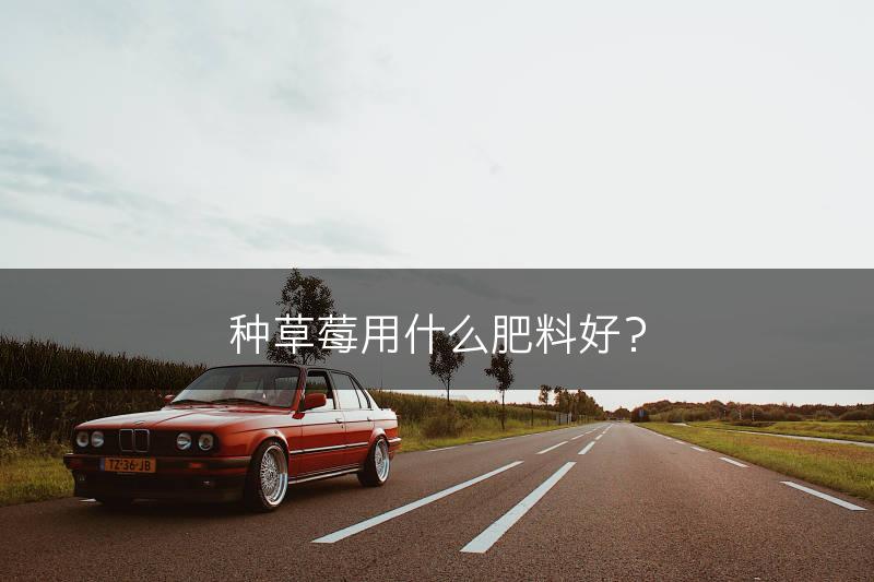 种草莓用什么肥料好？(图1)