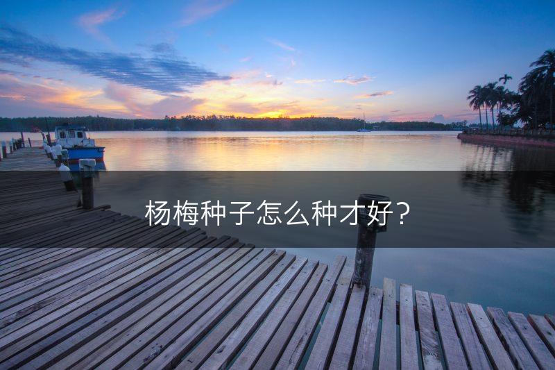 杨梅种子怎么种才好？(图1)