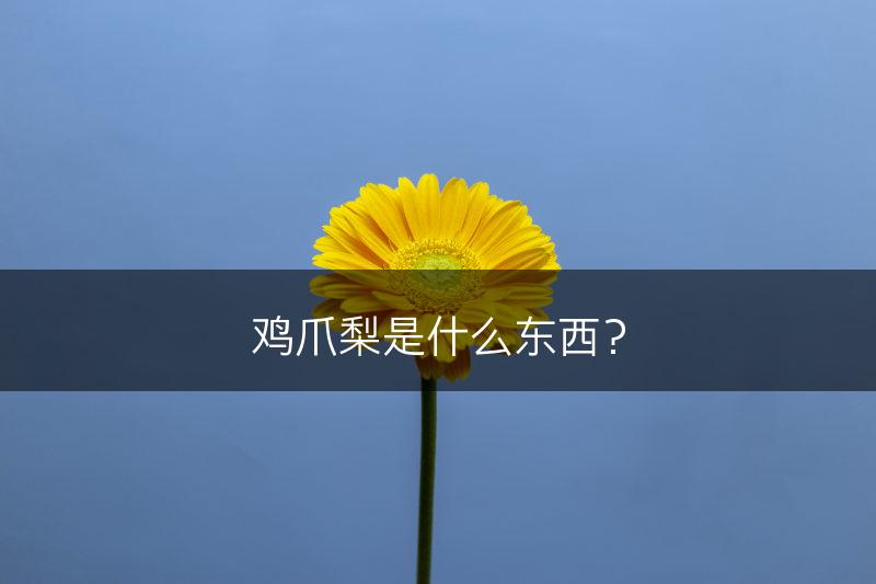 鸡爪梨是什么东西？(图1)