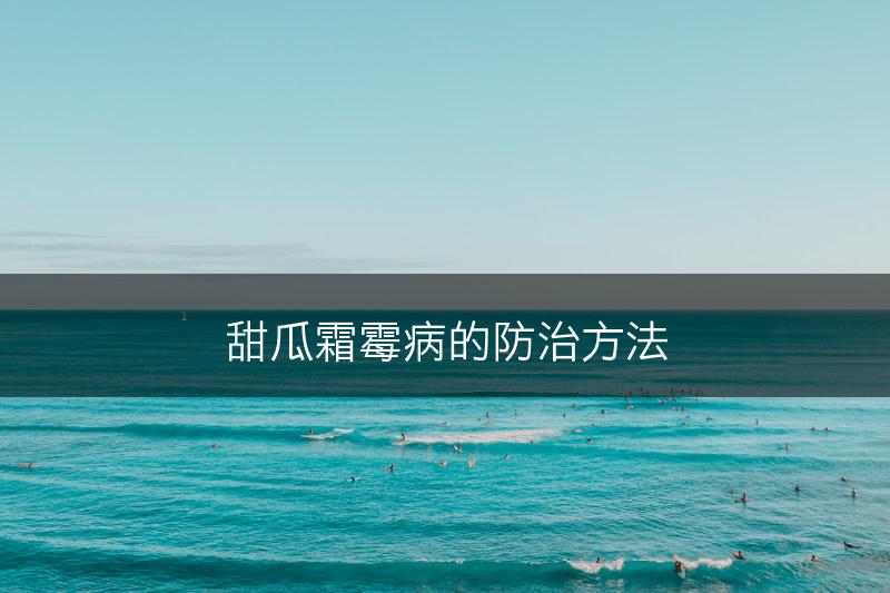 甜瓜霜霉病的防治方法(图1)