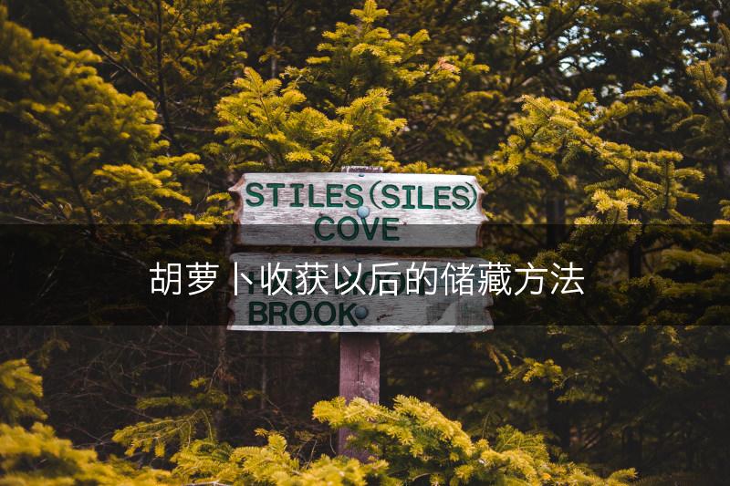胡萝卜收获以后的储藏方法(图1)