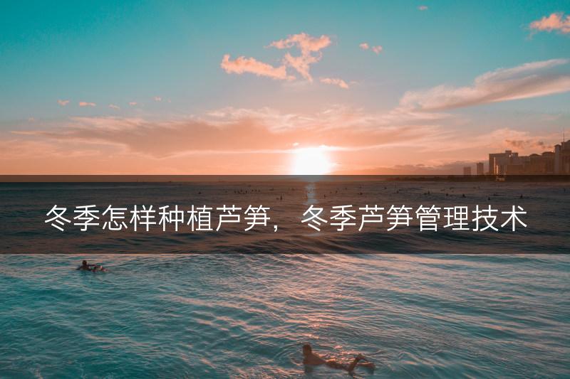 冬季怎样种植芦笋，冬季芦笋管理技术(图1)