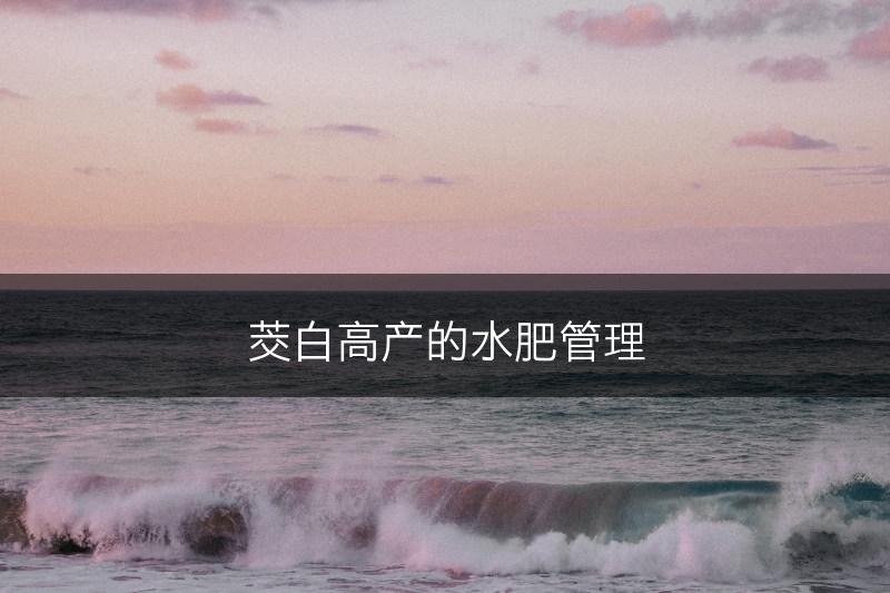 茭白高产的水肥管理(图1)