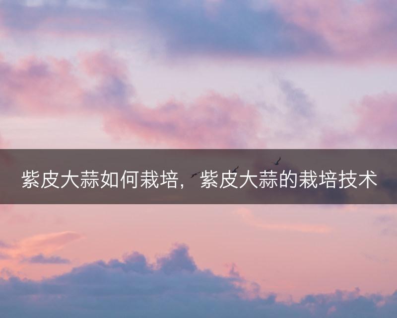 紫皮大蒜如何栽培，紫皮大蒜的栽培技术(图1)