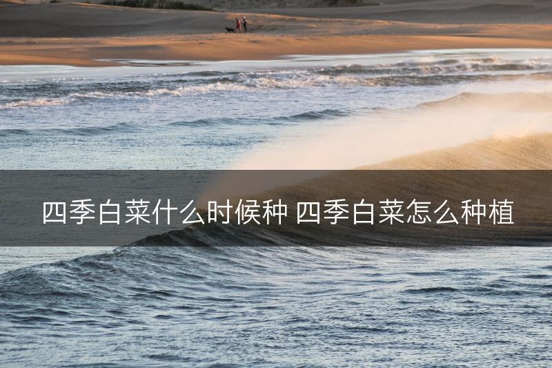 四季白菜什么时候种 四季白菜怎么种植(图1)